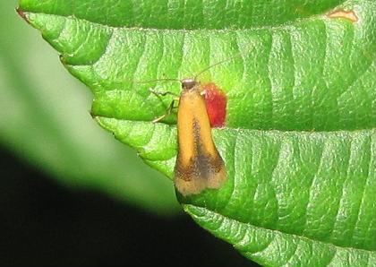 Coptotriche marginea (Tischeriidae)